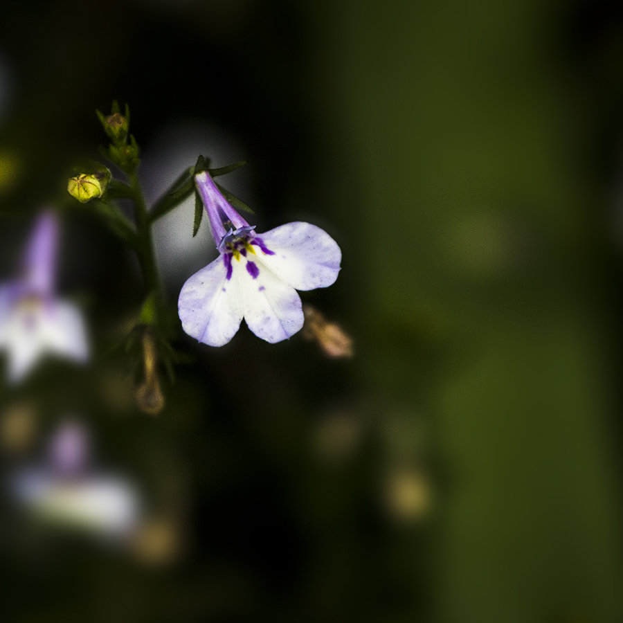 晚春