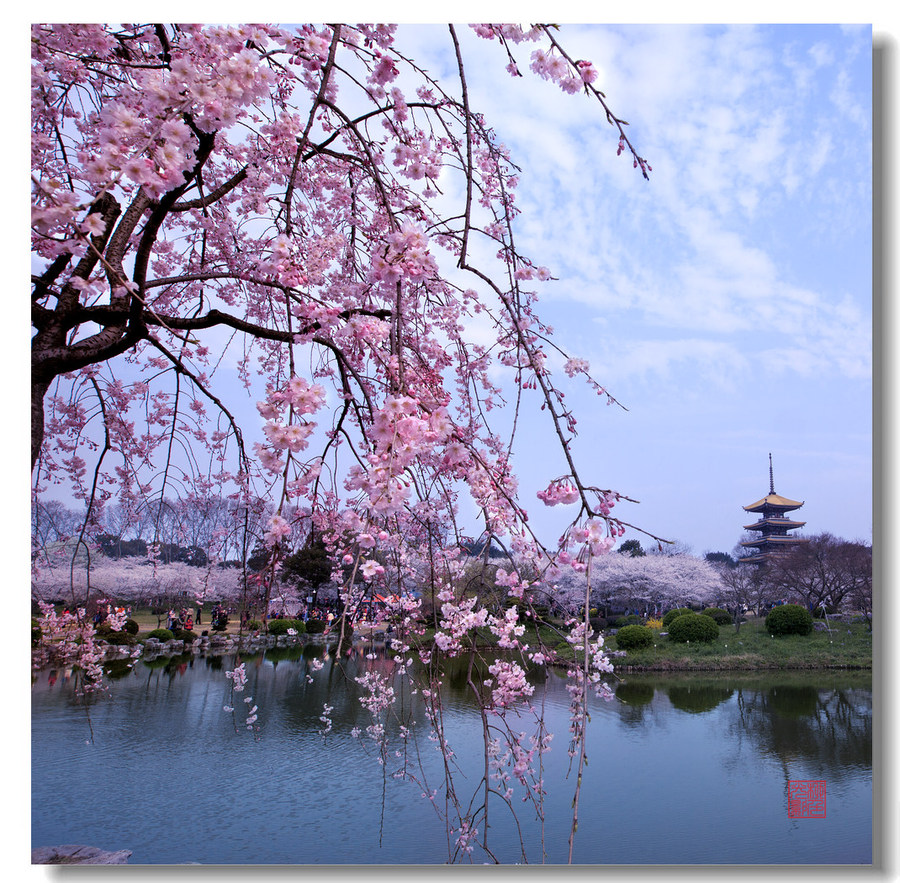 【垂枝樱花摄影图片】武汉磨山樱园生态摄影_太平洋电脑网摄影部落