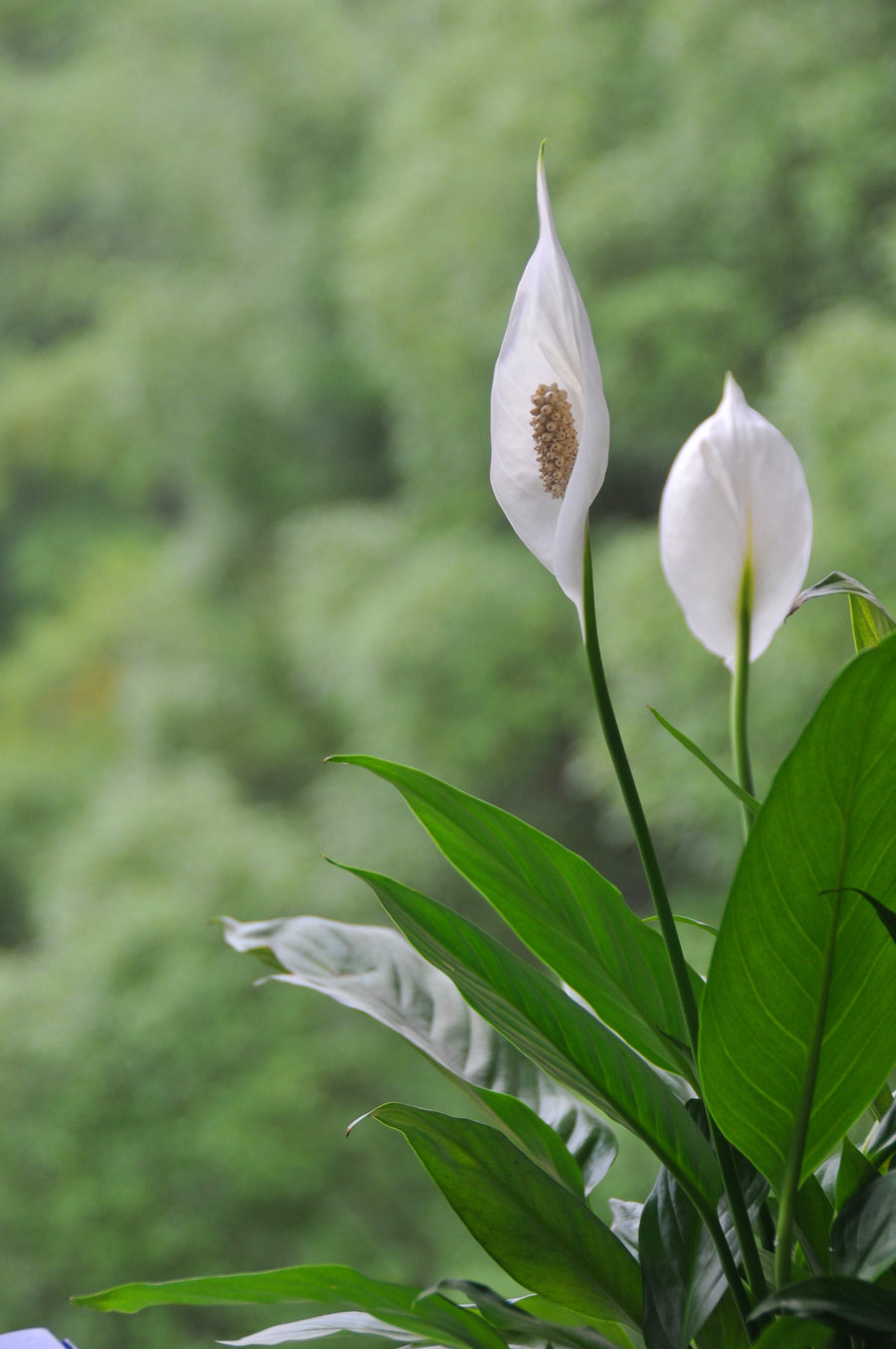 白掌花