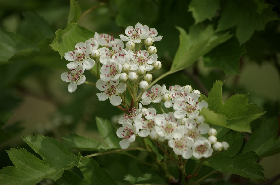 【春天的颜色】《山楂花》