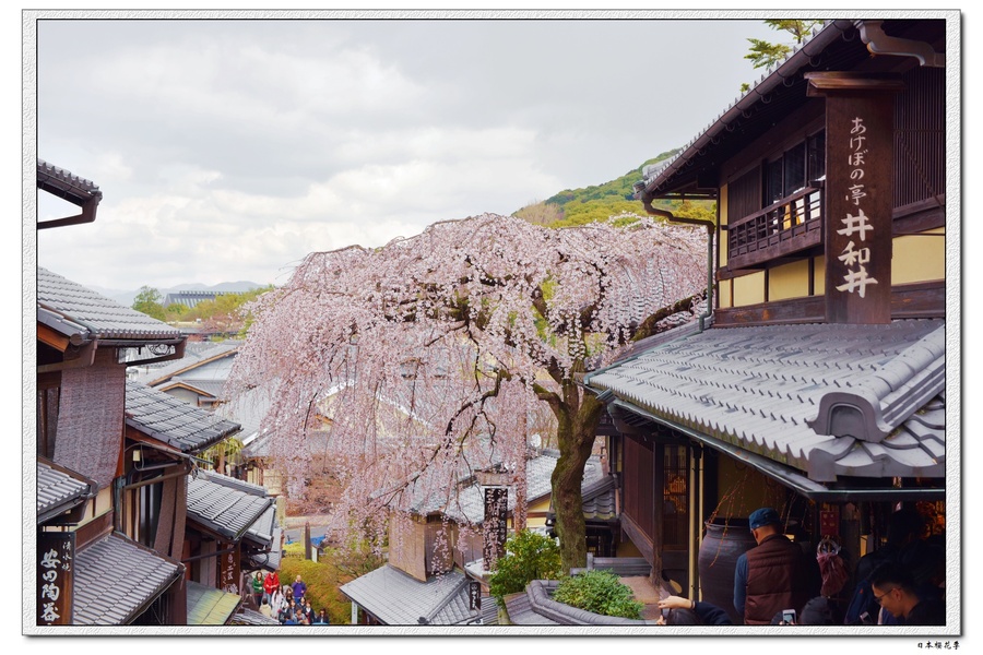 【京都之春摄影图片】京都国外摄影_太平洋电脑网摄影部落