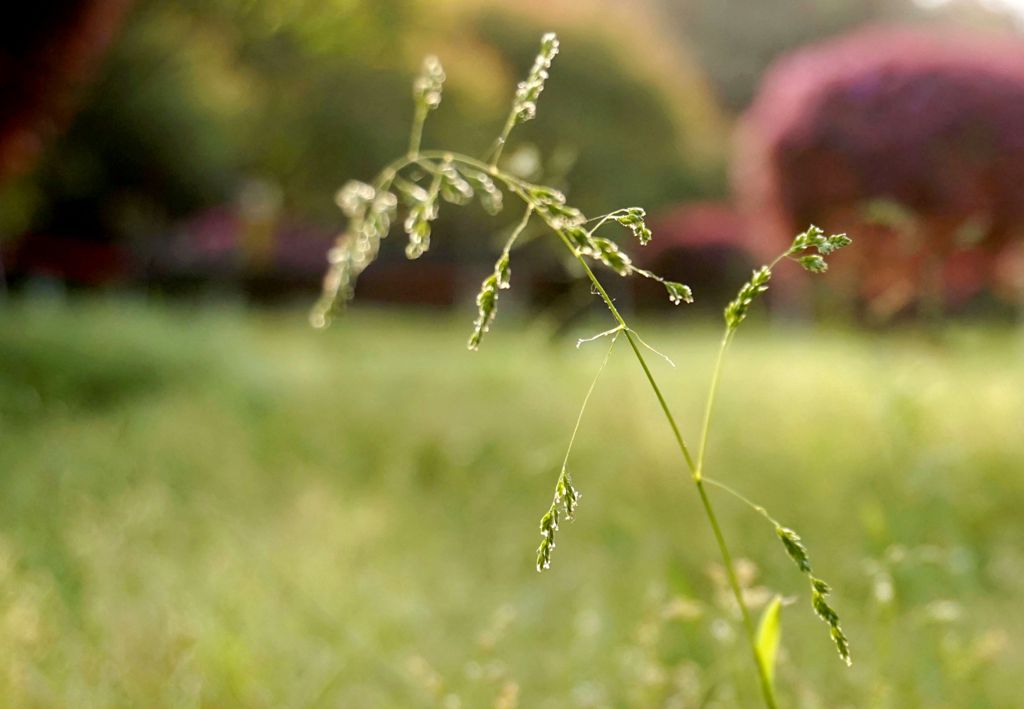 小花小草