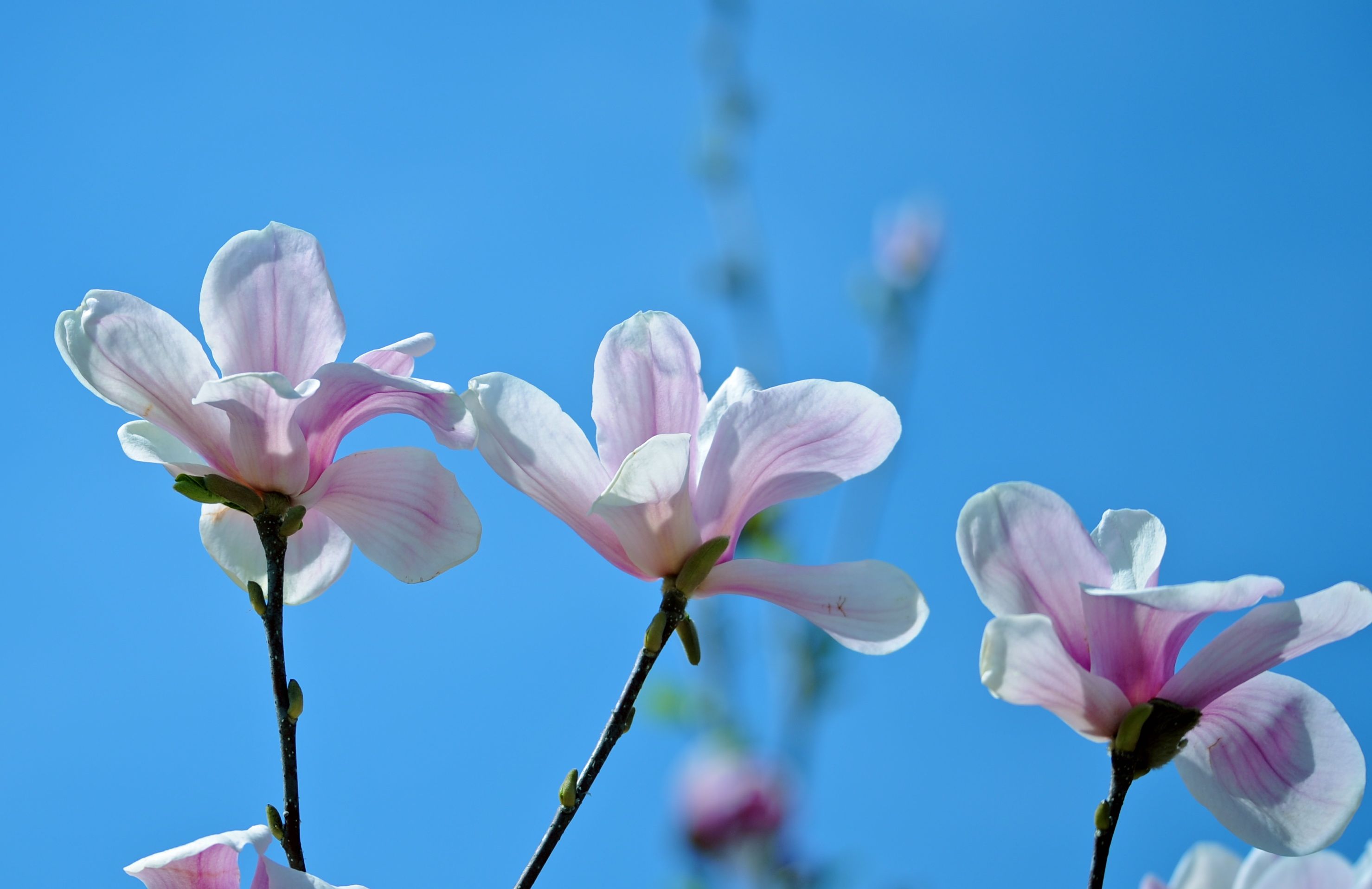 玉兰花开