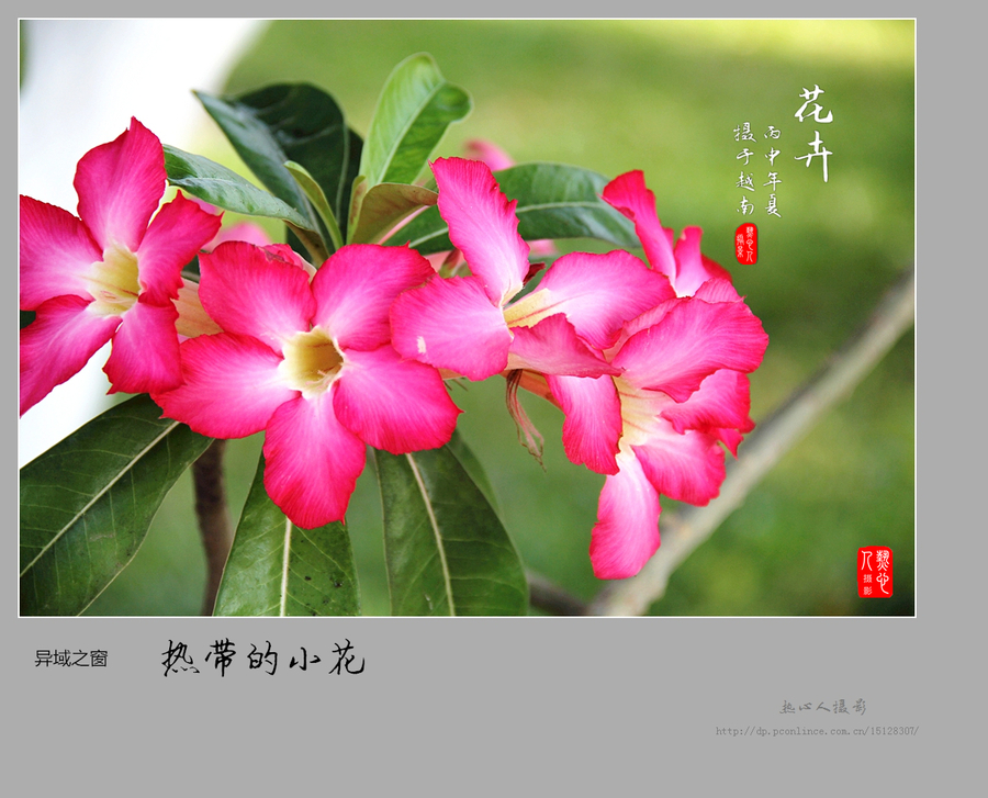 【热带的小花摄影图片】越南芽庄生态摄影_太平洋电脑