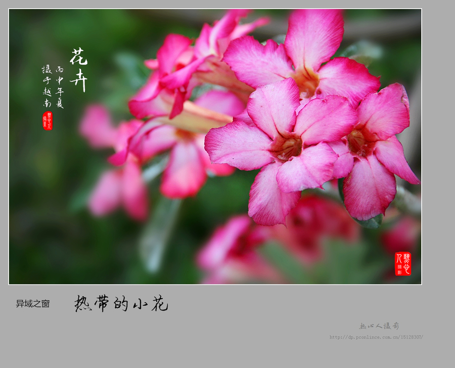 【热带的小花摄影图片】越南芽庄生态摄影_太平洋电脑