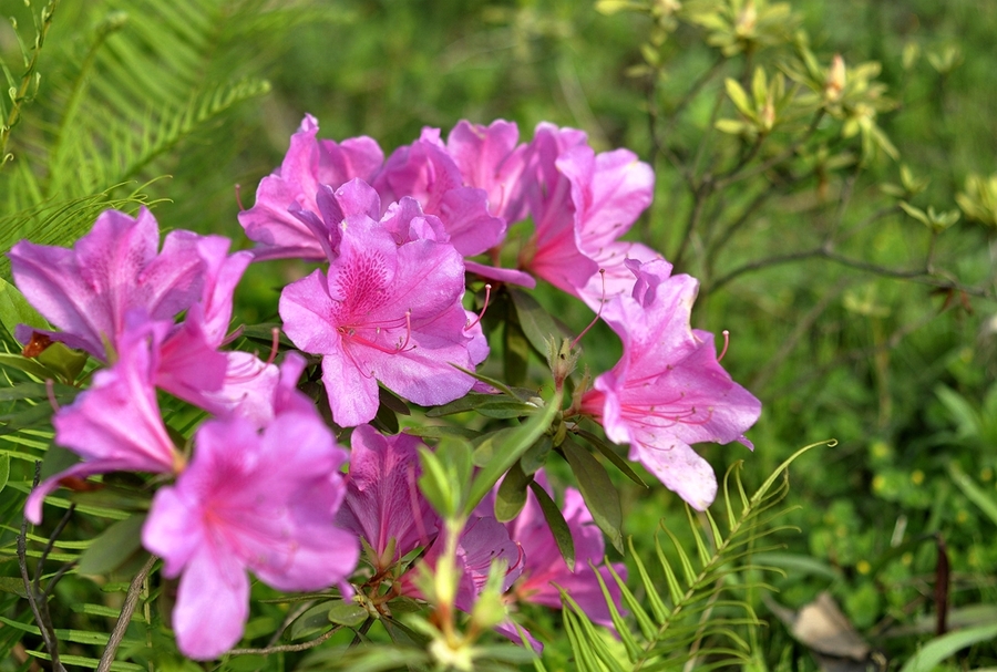 再拍杜鹃花(1)