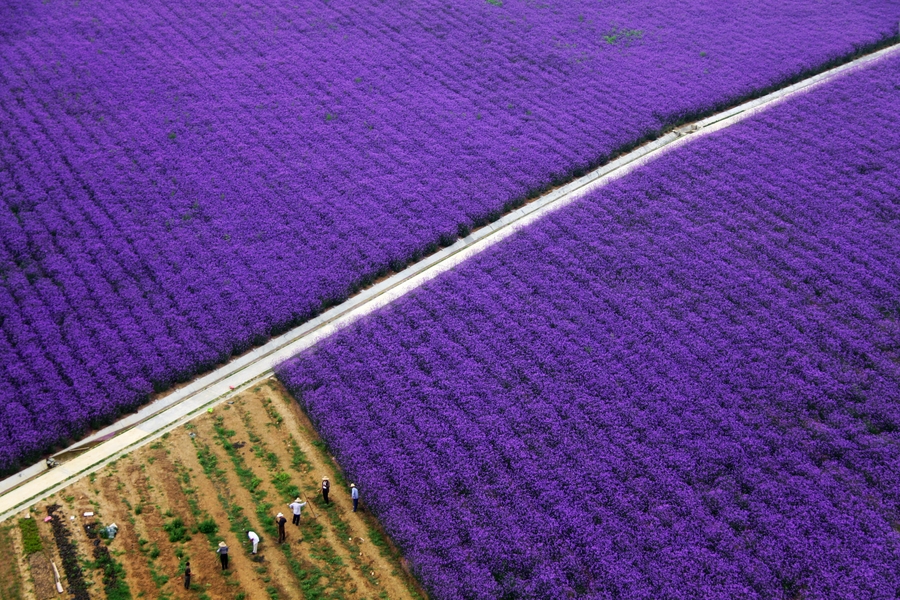 【祥源花世界摄影图片】风光旅游摄影