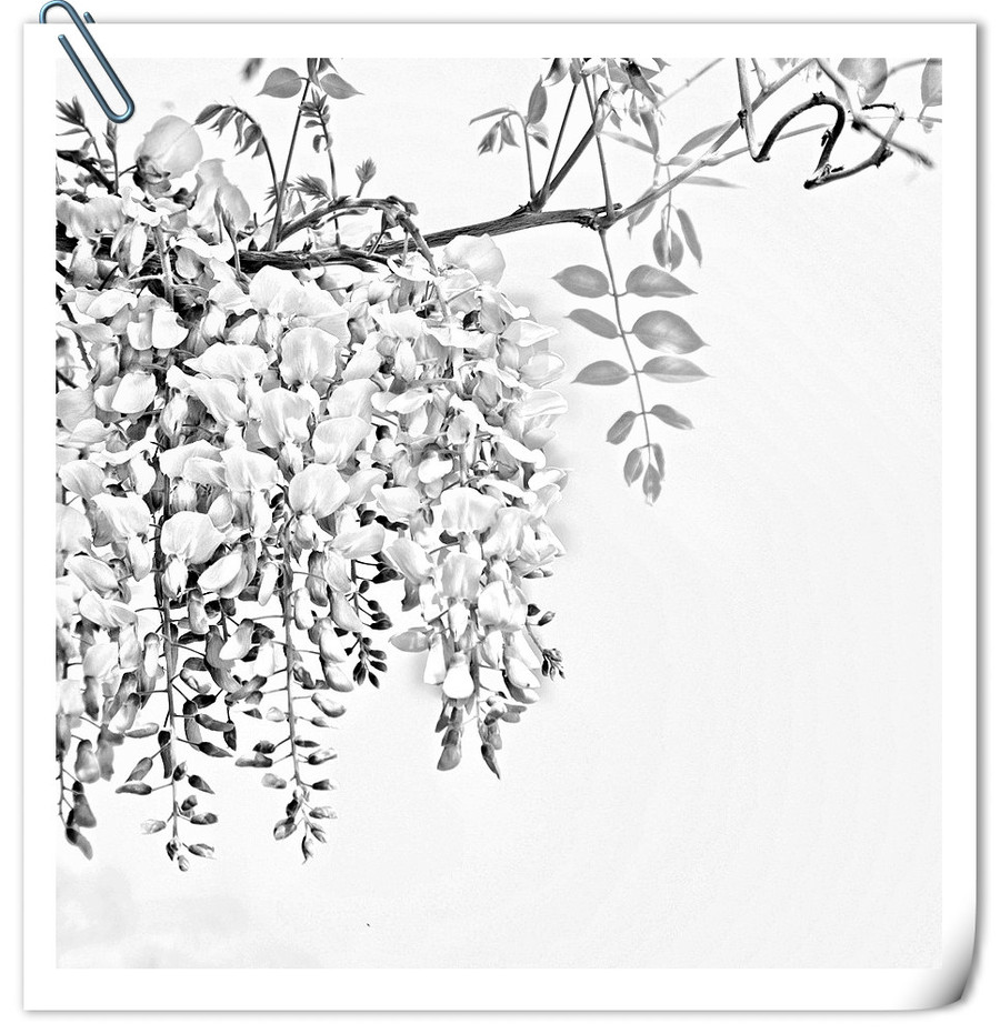 素描《紫藤》