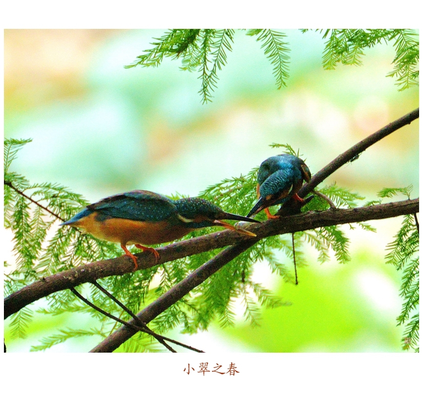 小翠之春
