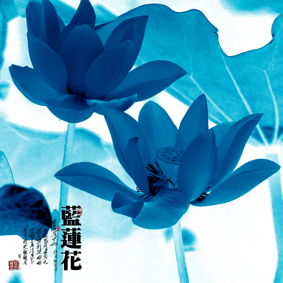 壁纸 三朵蓝莲花 1920x1200 HD 高清壁纸, 图片, 照片