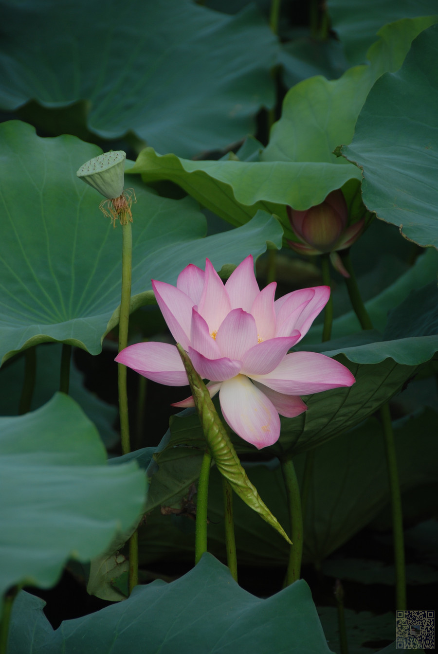 莲花塘畔