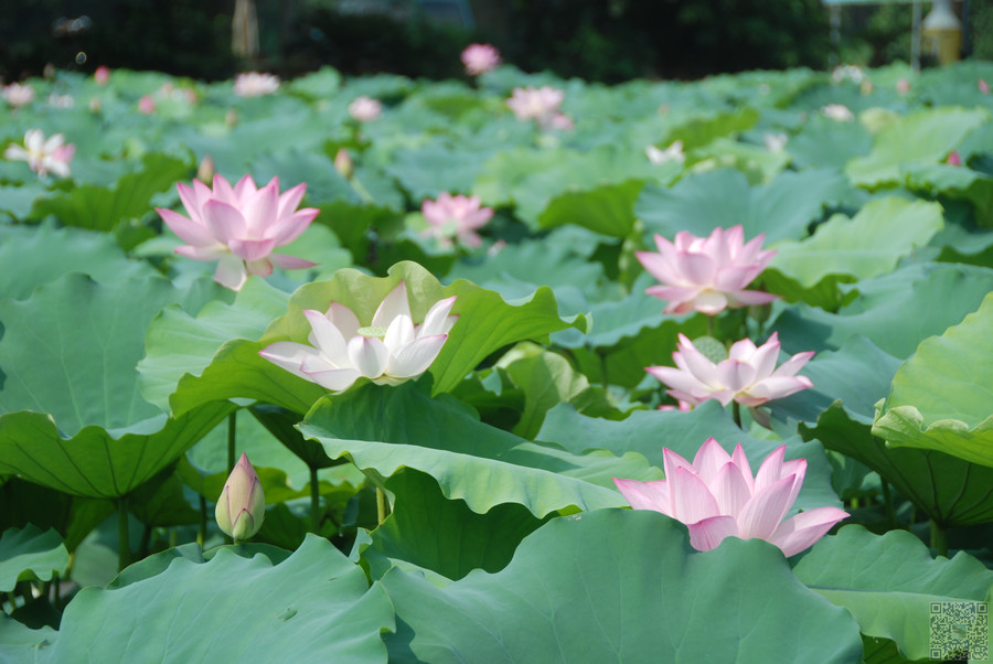 莲花塘畔