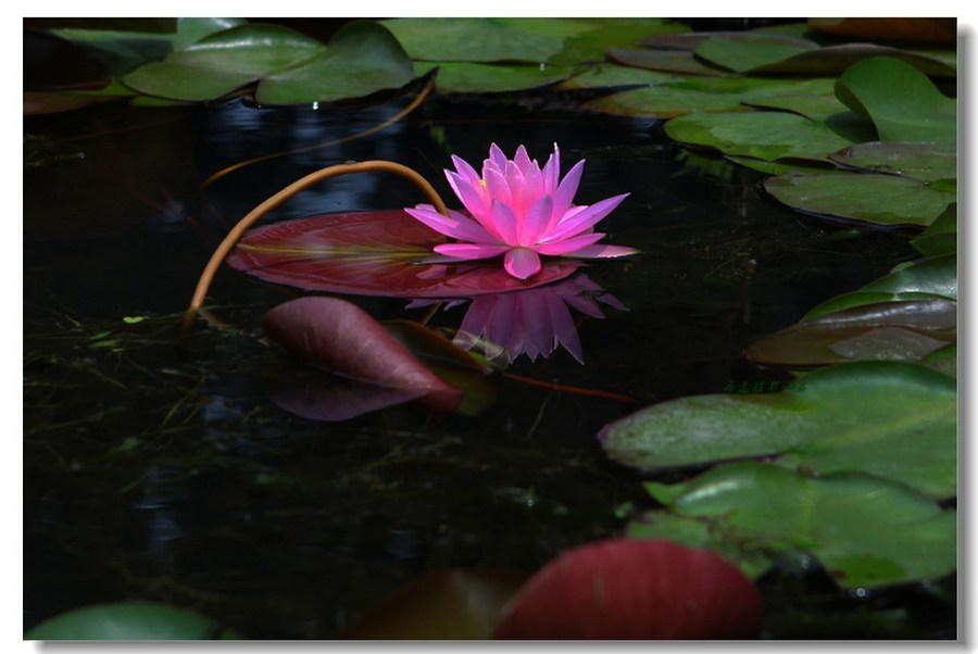 睡莲（五）。。