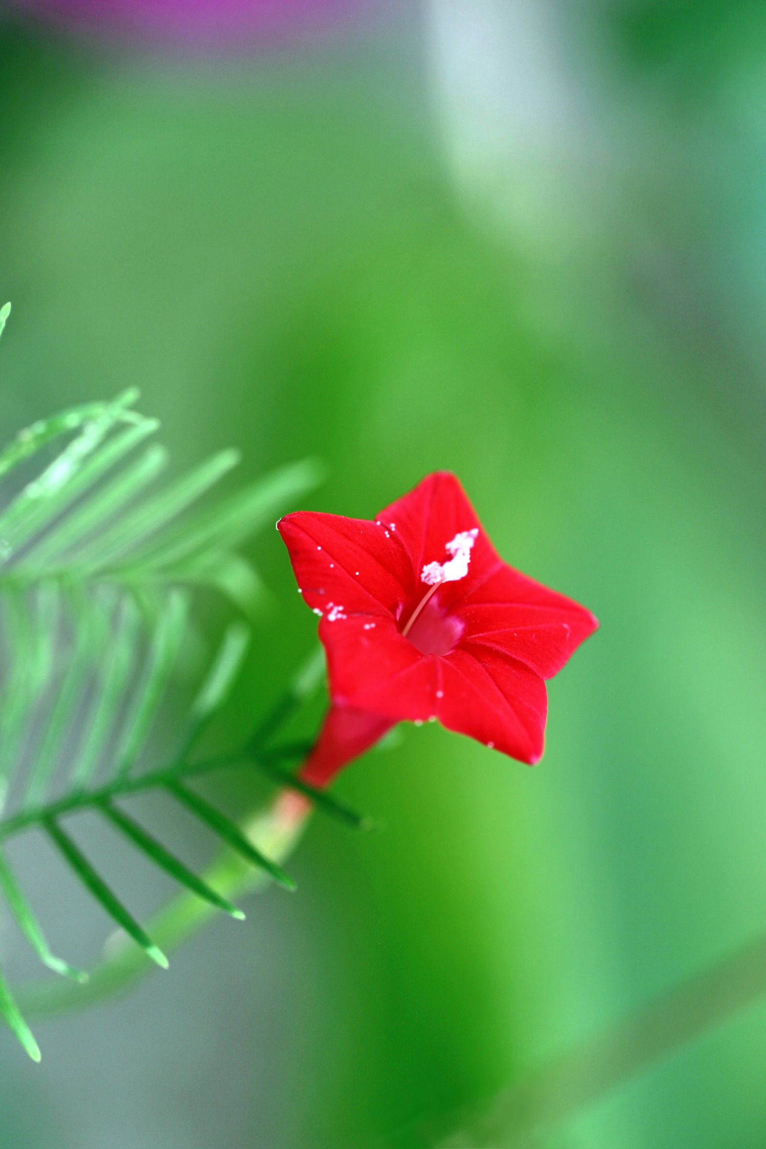 茑萝花