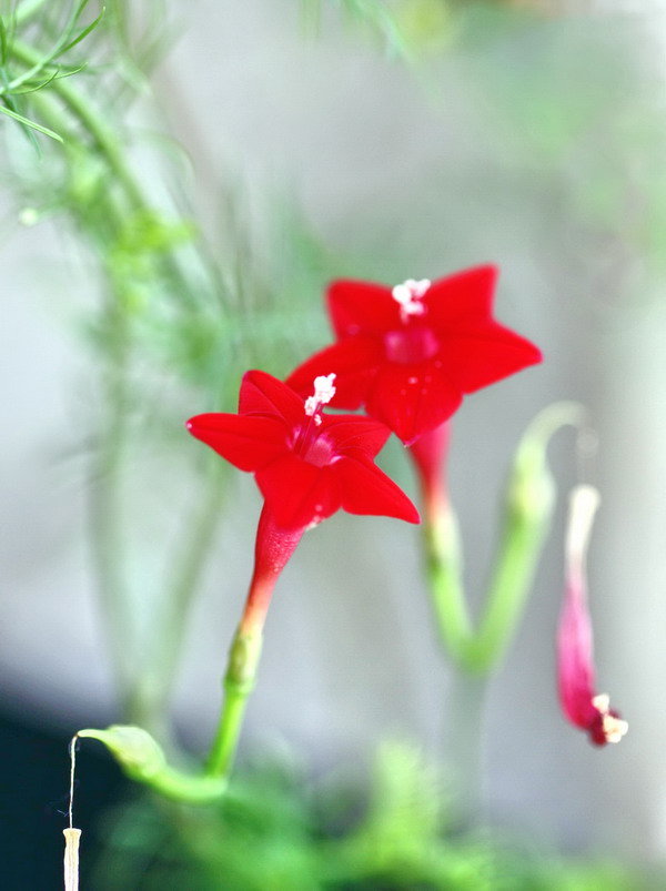 茑萝花