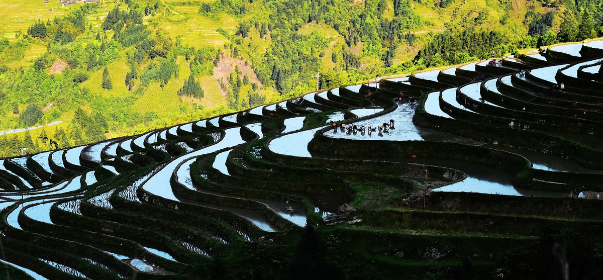 加榜梯田