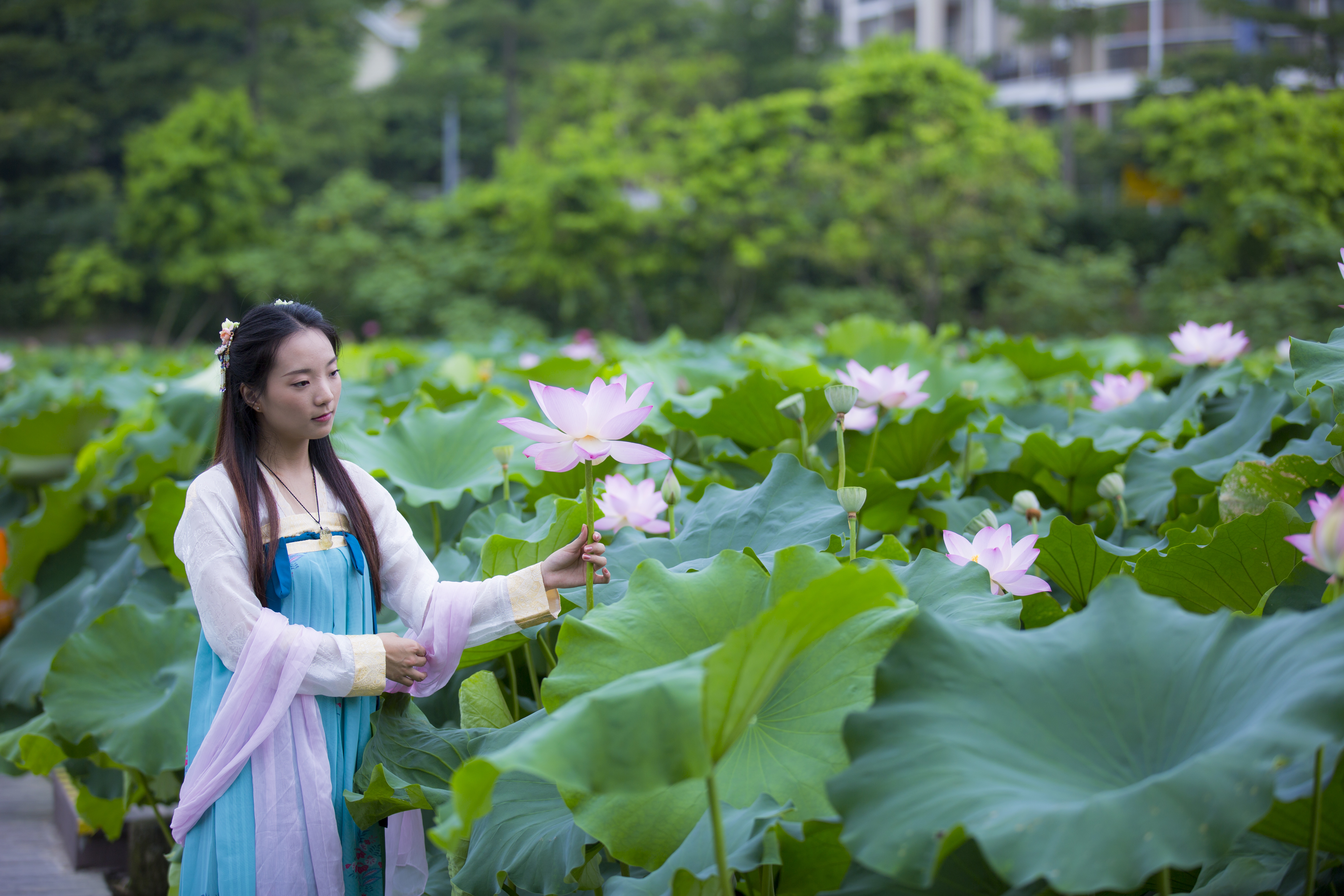 荷花仙子