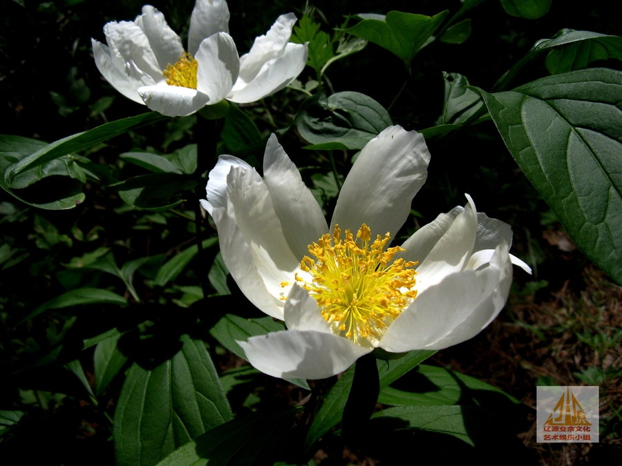 东北野生芍药花 (共p)