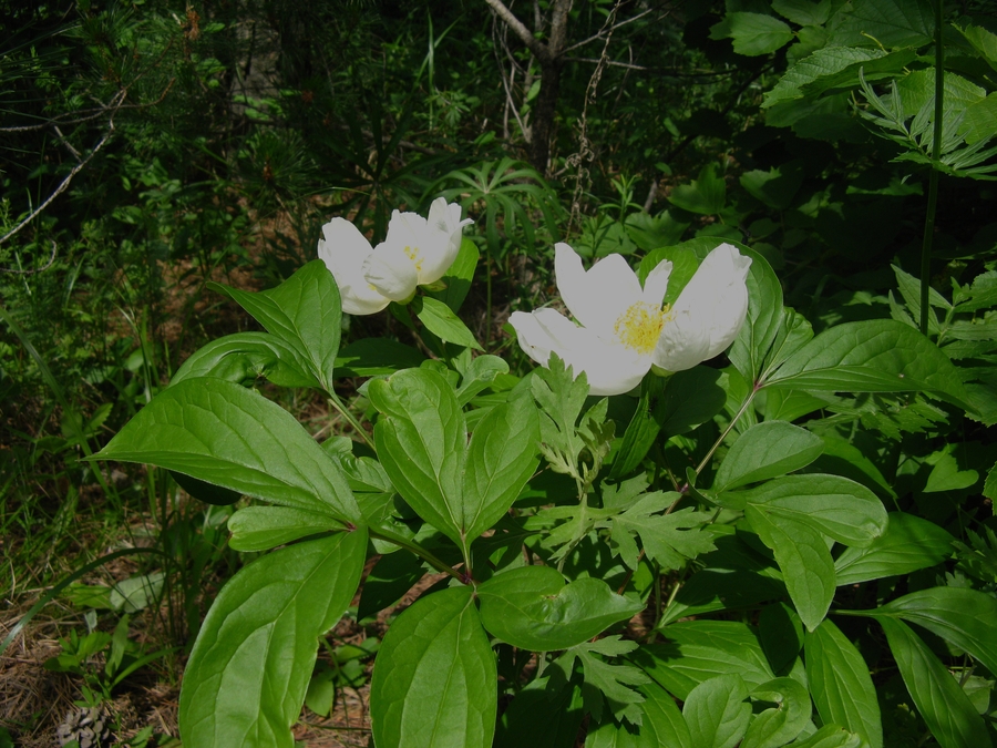 东北野生芍药花 (共p)