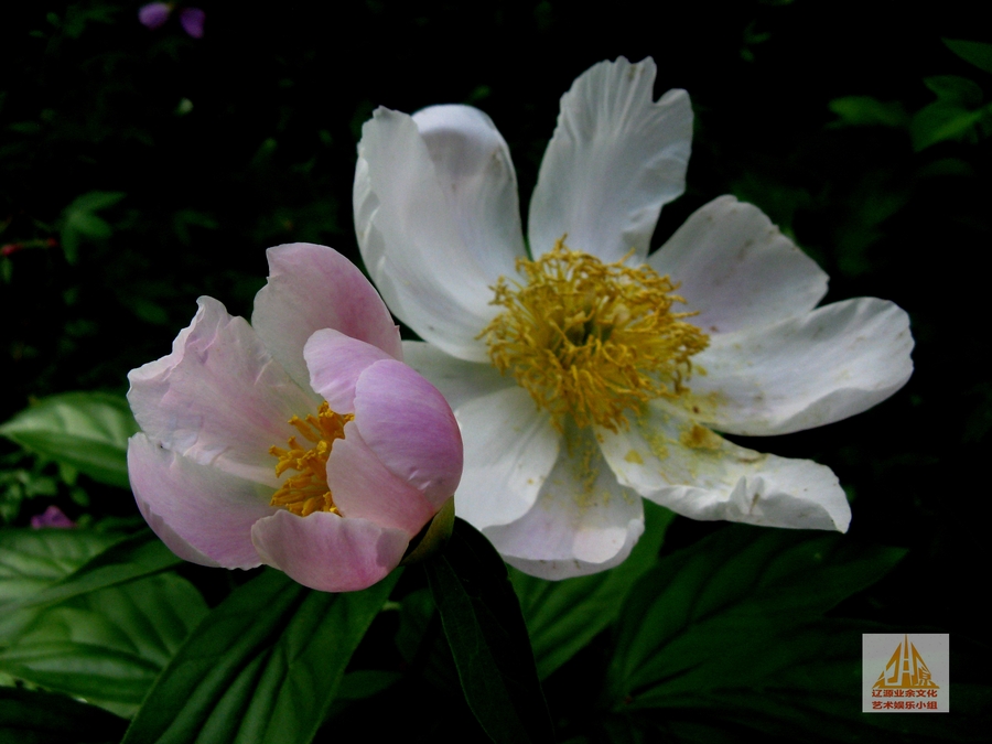 东北野生芍药花