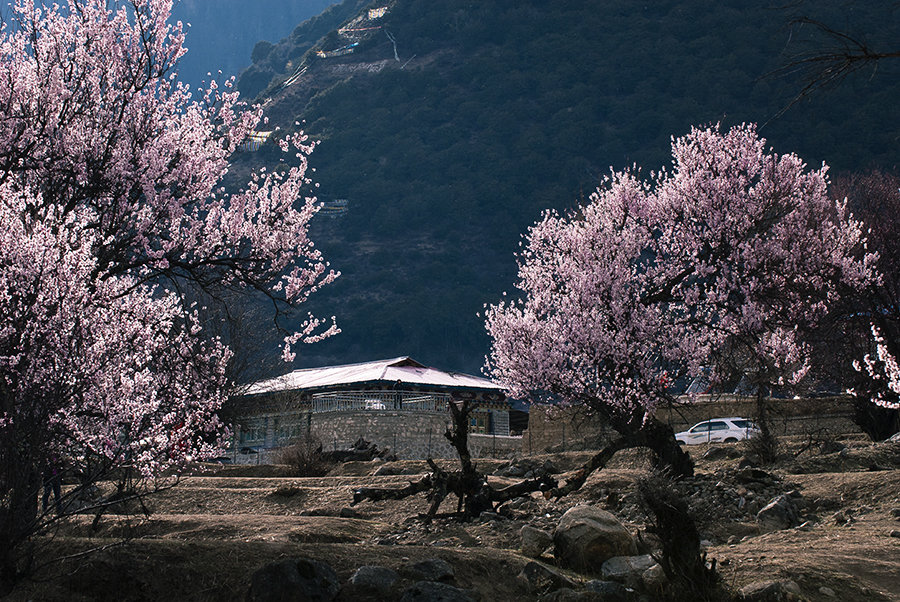 林芝索松村桃花 (/)