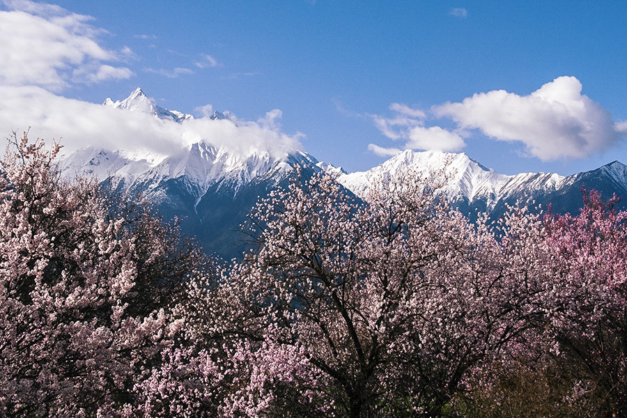 林芝索松村桃花