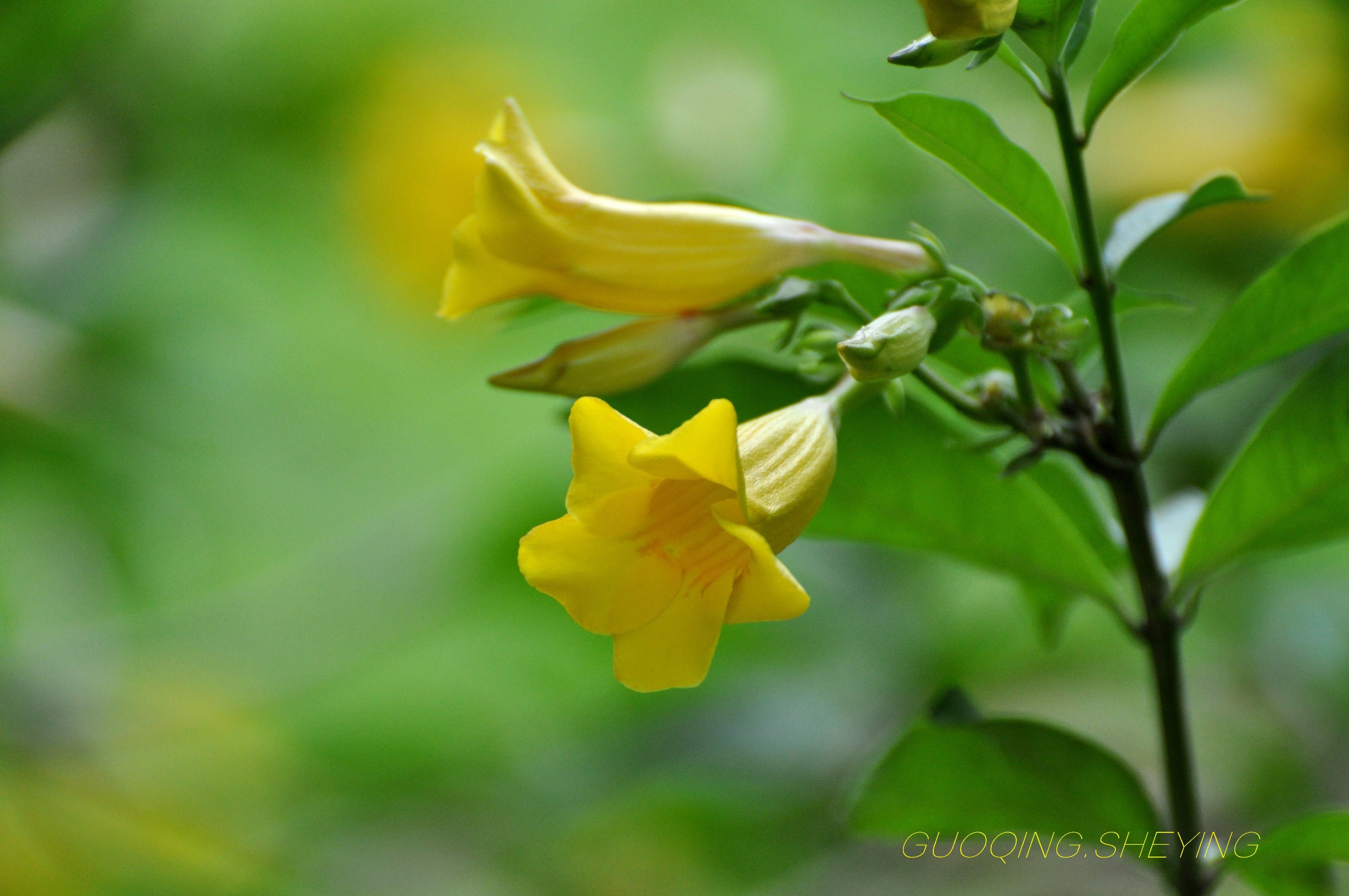 黄蝉花