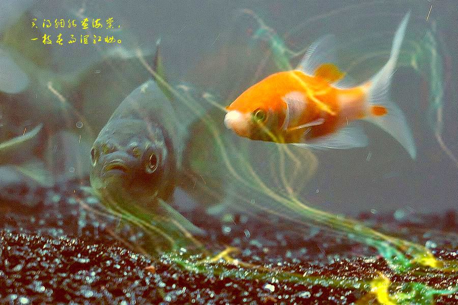 一组小金鱼