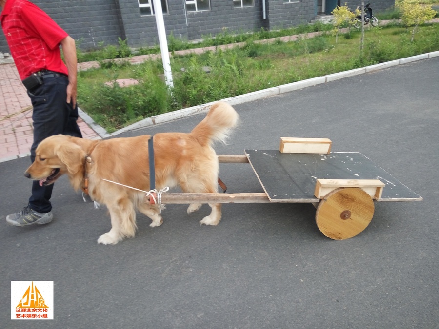金毛狗拉车