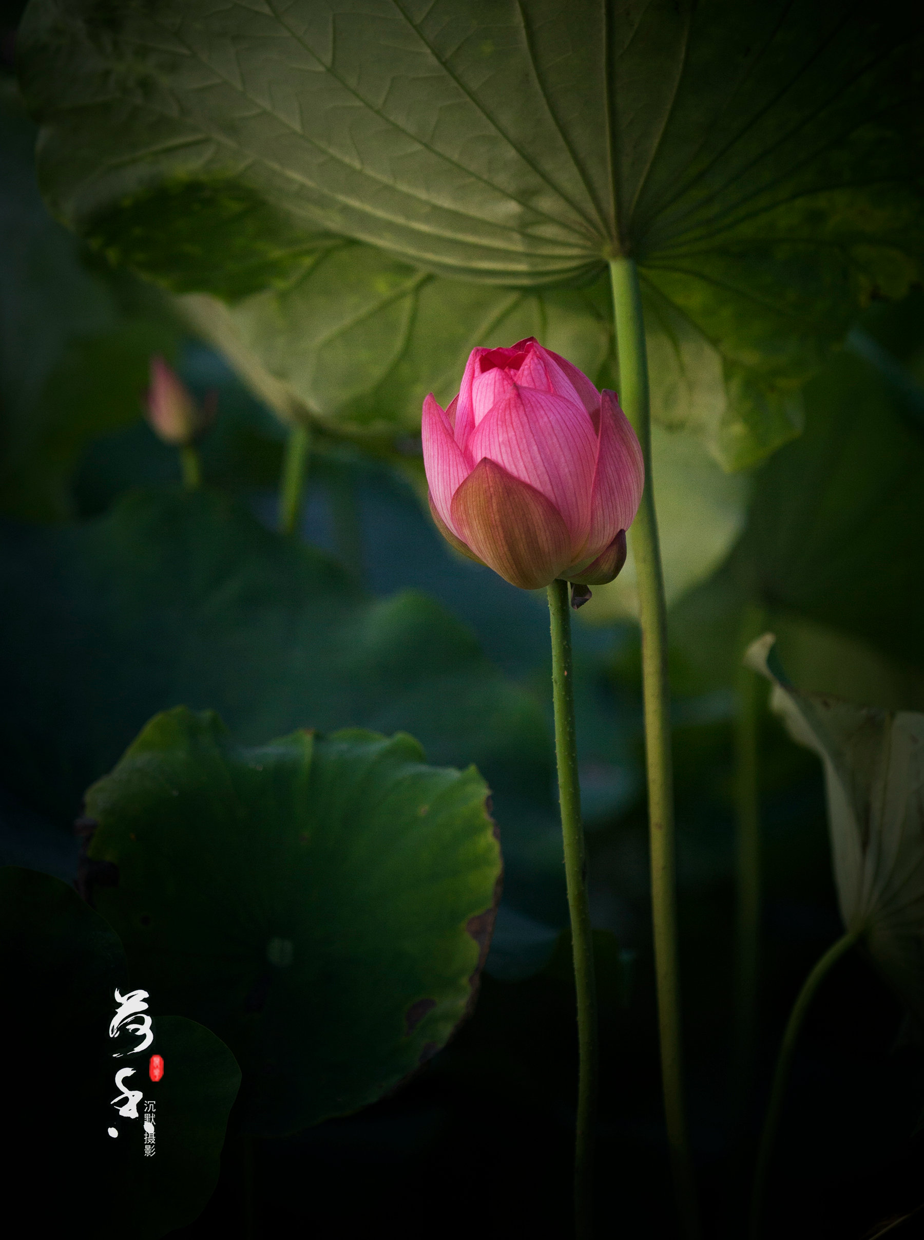 香荷2016