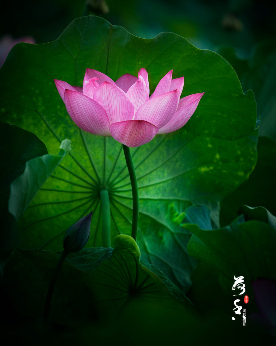 香荷2016