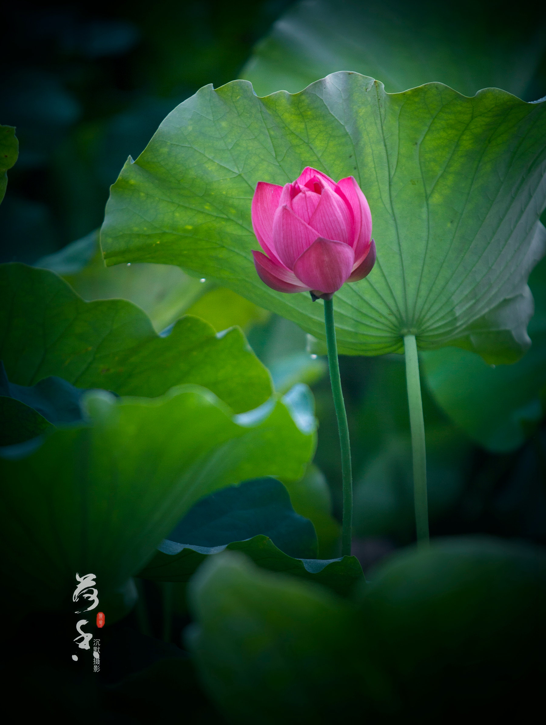 香荷2016