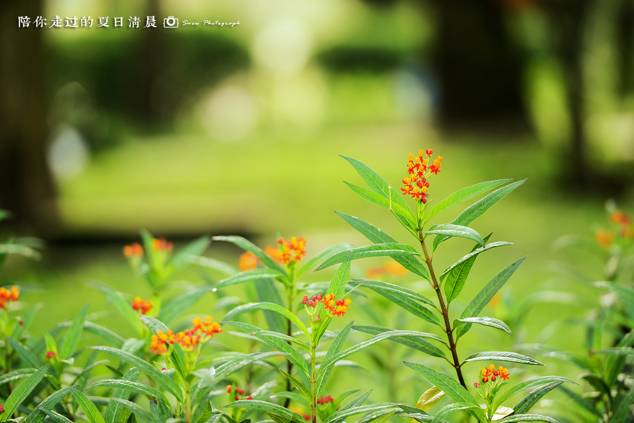 陪你走过的夏日清晨