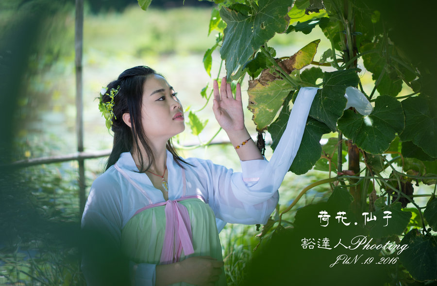 荷花仙子