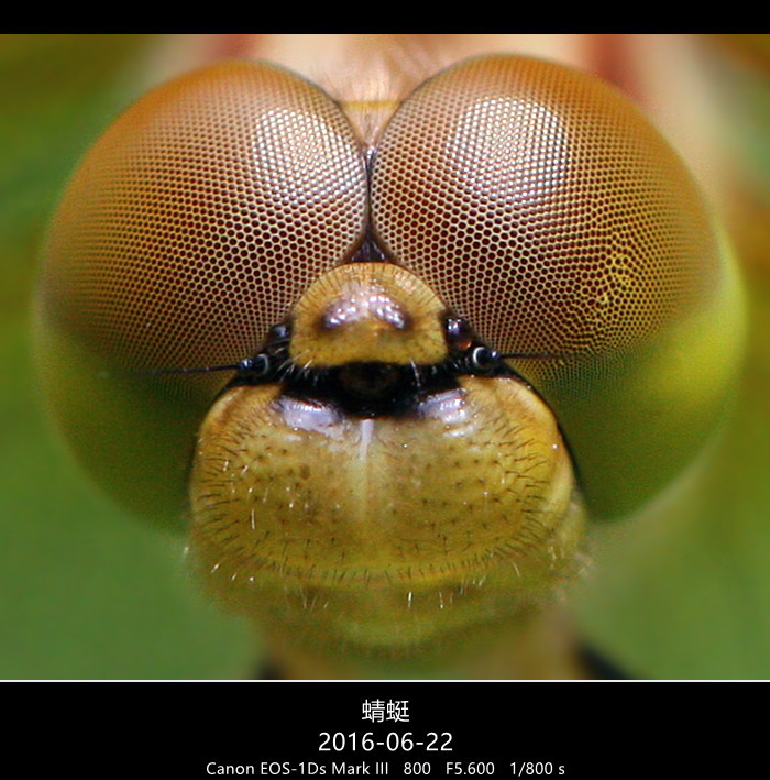 【蜻蜓的复眼摄影图片】生活摄影