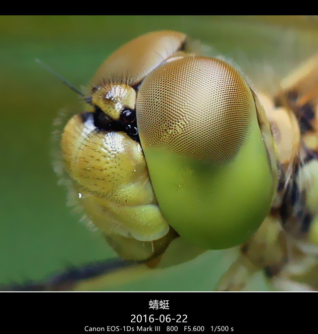 蜻蜓的复眼