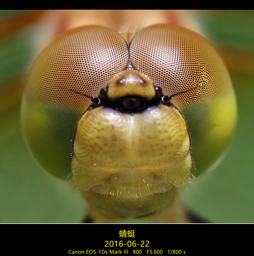 蜻蜓的复眼摄影图片】生态摄影_艾仁