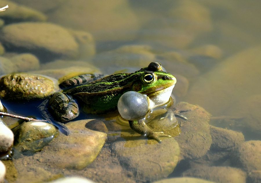 【求偶的青蛙。摄影图片】生态摄影