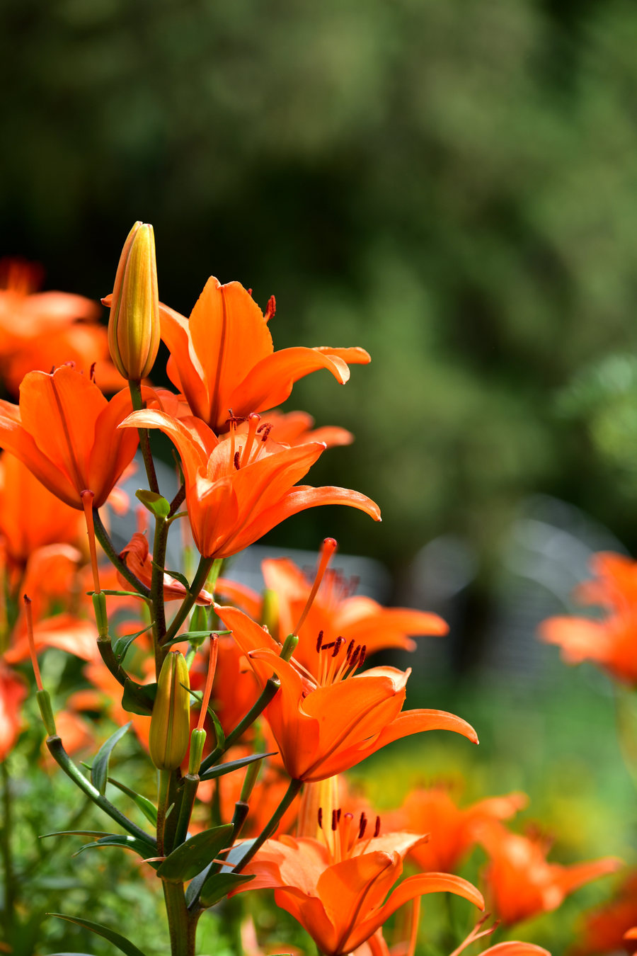 百合花