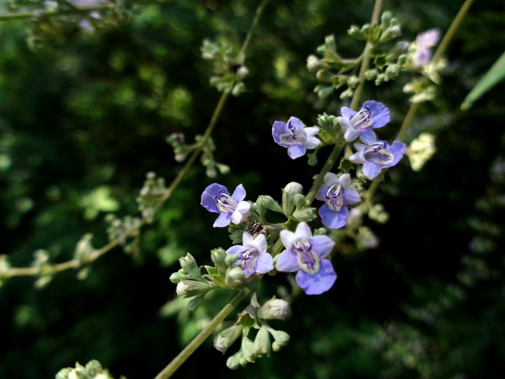 牡荆花