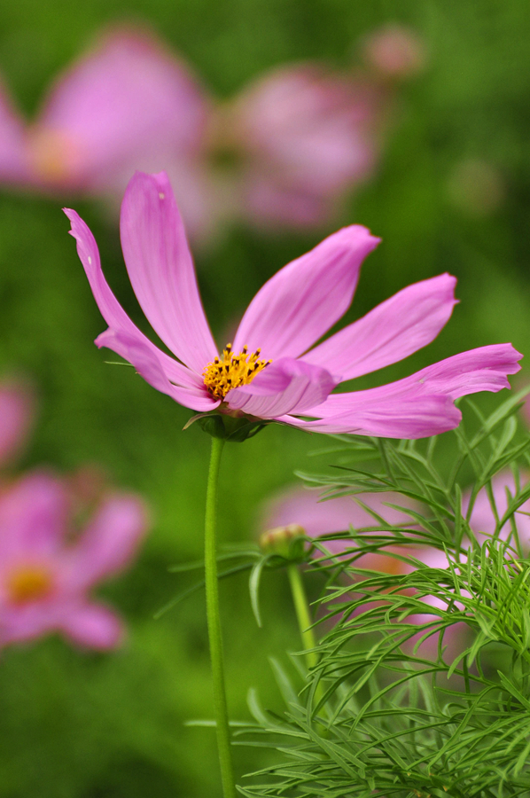 格桑花