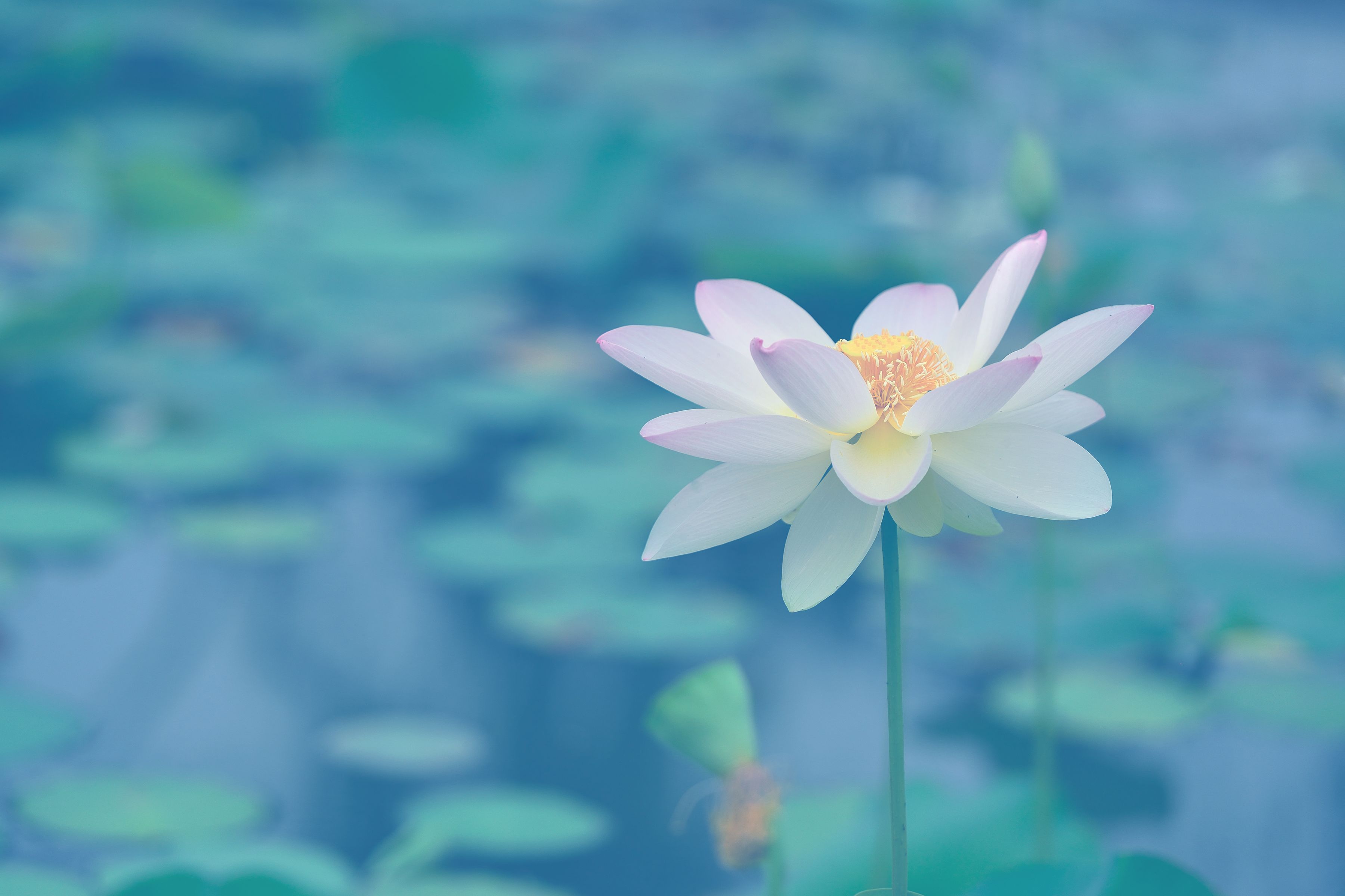 荷花(2016-2)