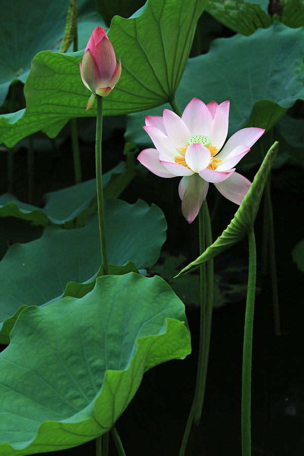 夏荷