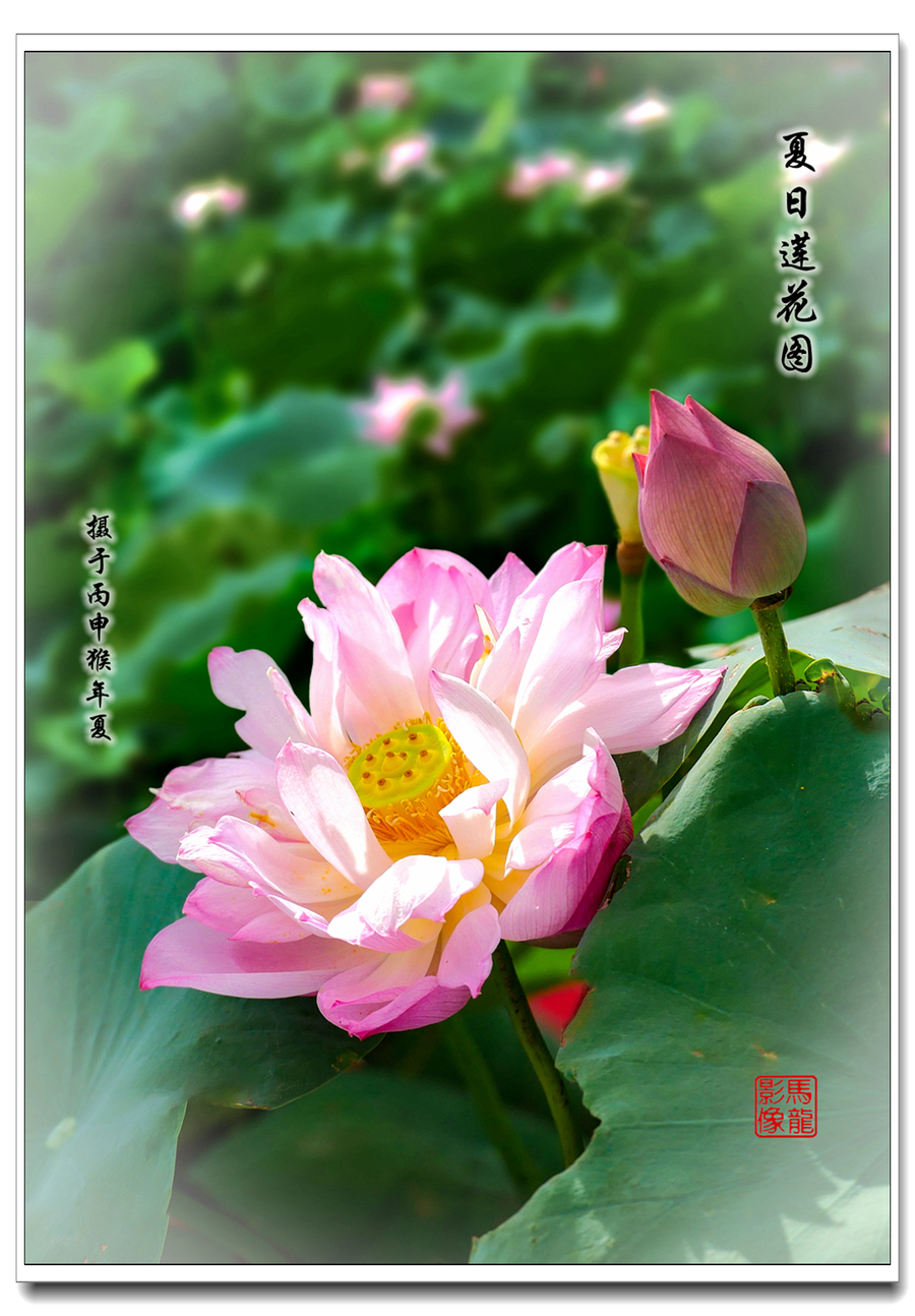 夏日莲花