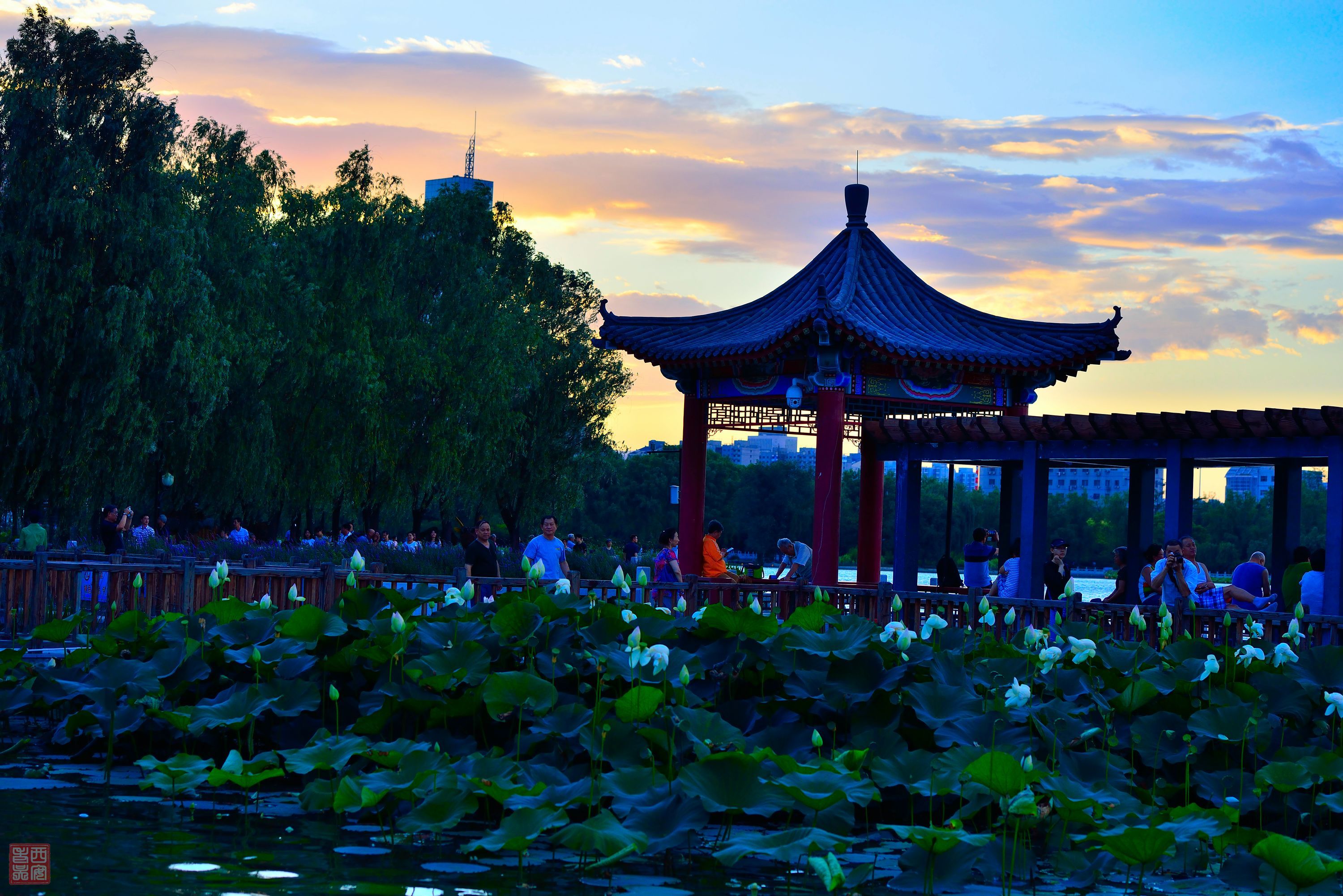 北京莲花池公园 太平洋电脑网