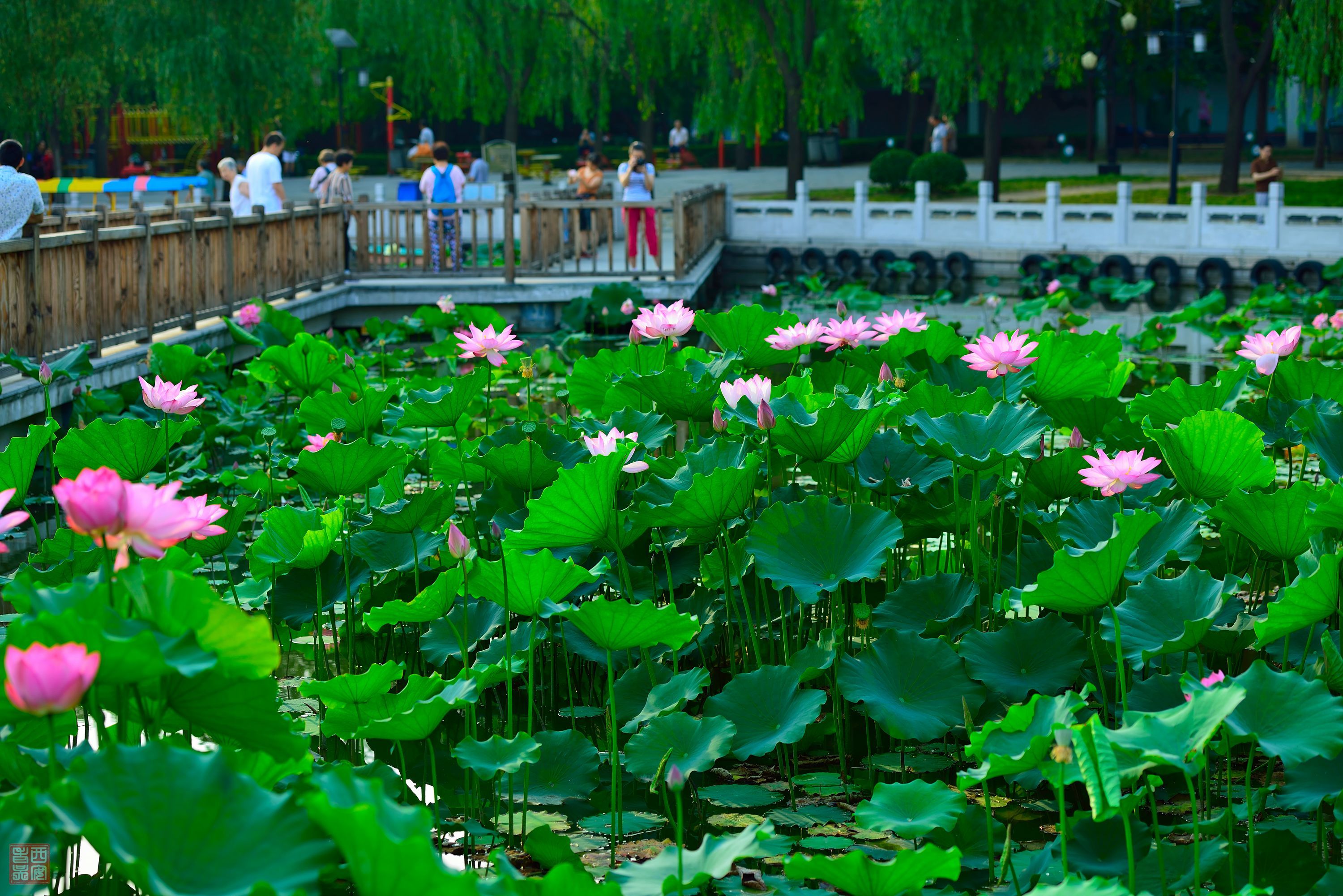 北京莲花池公园