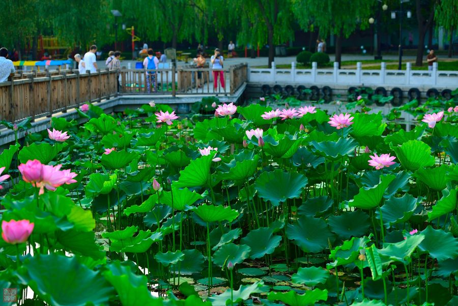 【北京莲花池公园摄影图片】北京莲花池公园风