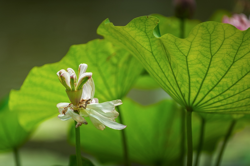 荷花,蜻蜓