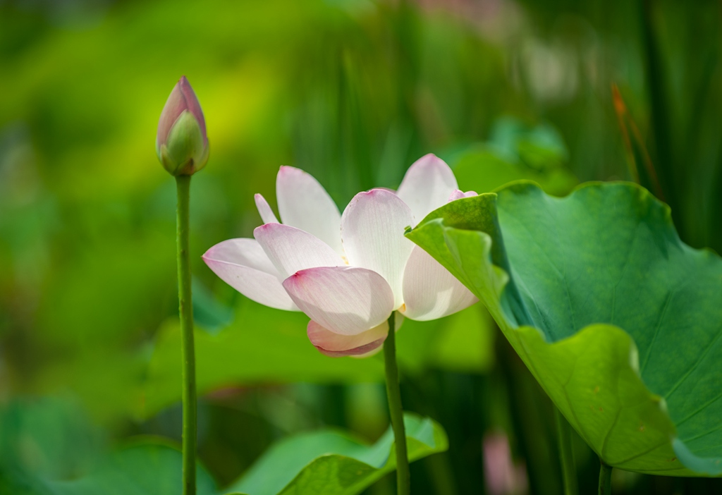 荷花,蜻蜓