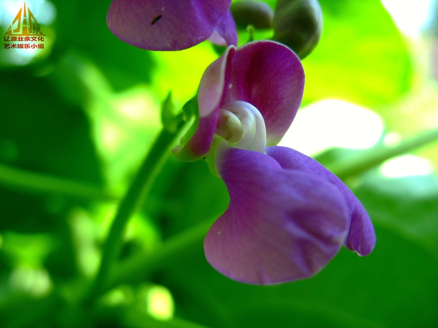 豆角开的花
